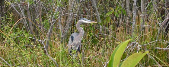 A blue heron hunting